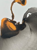 60 x 60 cm, Unikat, 'K3' (YVN5-664) -  von Yvonne Neff