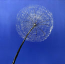 40 x 40 cm, Unikat, 'Pusteblume blau' (HW1-40) - Acrylgemälde von Hagen Wieland